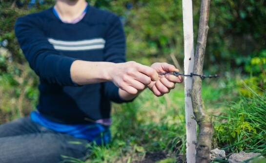 Świerk na żywopłot – zalety, zastosowanie i pielęgnacja w ogrodzie