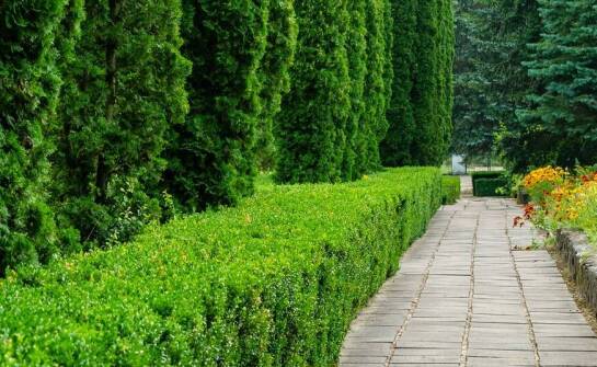 Świerki jako zielony parawan w ogrodzie – odmiany, sadzenie i inspiracje