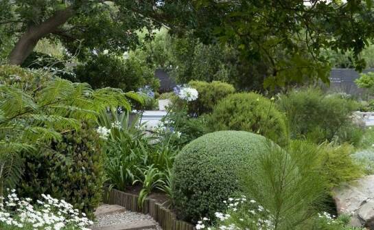 Pomysły na ciekawe rośliny do ogrodu – co warto posadzić na rabatach