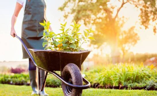 Sekrety zdrowej zieleni – sprawdzone metody dbania o ogród i rośliny