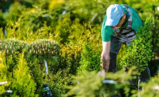 Najlepsze sposoby pielęgnacji zieleni – jak zachować estetykę ogrodu przez cały rok