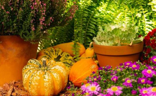 Sezonowe prace ogrodowe – jak zadbać o rośliny przez cały rok