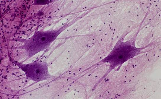 Borelioza – najnowsze odkrycia, częste mity i fakty o chorobie z Lyme