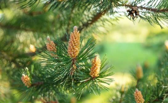 Kantówka klejona sosnowa – właściwości, zastosowanie i zalety drewna klejonego