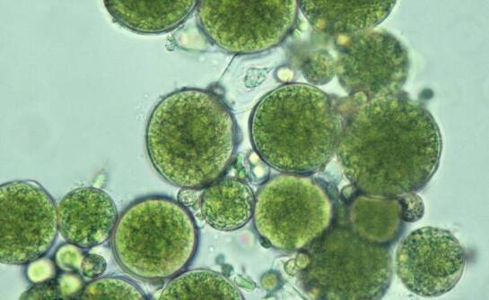 Komórki roślinne i kultury tkankowe – podstawy, znaczenie i możliwości zastosowań