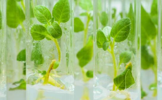 Kultury tkankowe w biologii komórkowej roślin – procesy i zastosowania