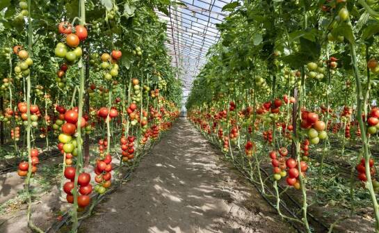 Jak powstaje pożywka do uprawy kultur in vitro roślin – proces i składniki