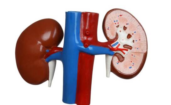 Najważniejsze cechy dobrej nerki – na co zwrócić uwagę przed zakupem