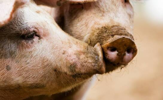 Noski wieprzowe w przemyśle spożywczym – znaczenie i zastosowania