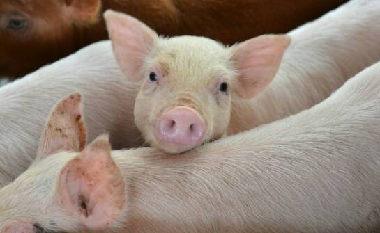 Ryjki wieprzowe – właściwości, zastosowania i ich miejsce w przetwórstwie