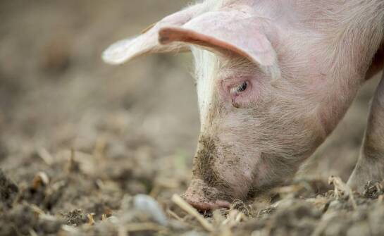 Uszy wieprzowe – jak powstają i jakie mają znaczenie w przetwórstwie mięsa