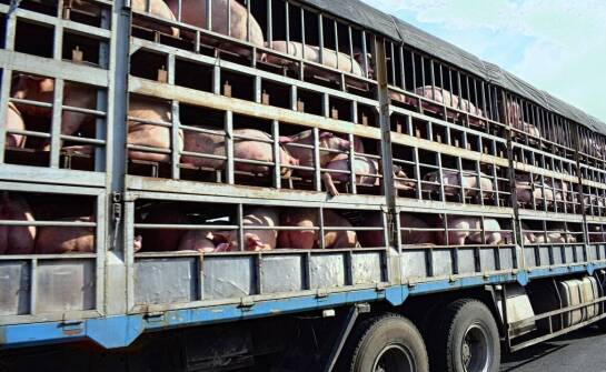 Zastosowanie ryjków wieprzowych w przemyśle – co warto wiedzieć