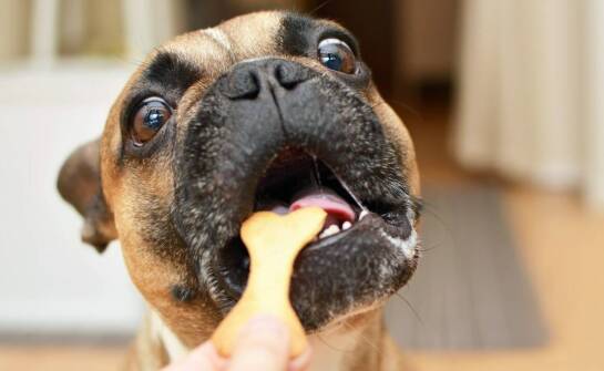 Ryjki wieprzowe na światowych rynkach – potencjał i kierunki rozwoju branży