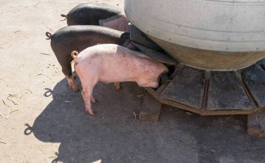 Ryjki wieprzowe jako surowiec – kluczowe informacje o rynku i dostawcach