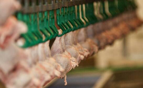Procesy pozyskiwania i klasyfikacji ryjków wieprzowych w przemyśle mięsnym