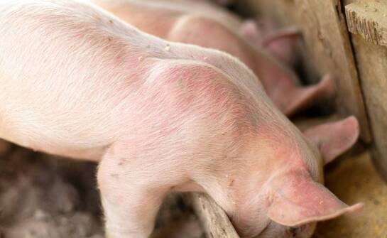 Jakie są kryteria wyboru ryjków wieprzowych od sprawdzonych producentów?