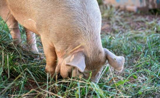 Czym są ryjki wieprzowe i jakie mają znaczenie dla branży spożywczej?