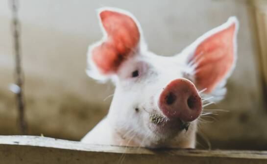 Uszy wieprzowe w eksporcie – rola, potencjał i główne zastosowania produktu