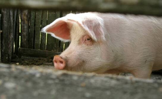 Uszy wieprzowe - jakie mają zastosowania?