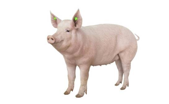 Uszy wieprzowe – kluczowe informacje o rynku, eksporcie i wykorzystaniu