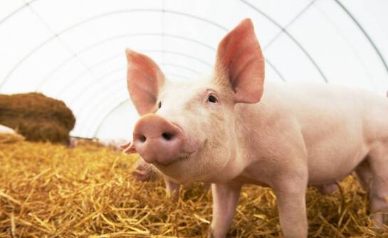 Jakie są najważniejsze cechy uszu wieprzowych i jak wygląda ich produkcja?