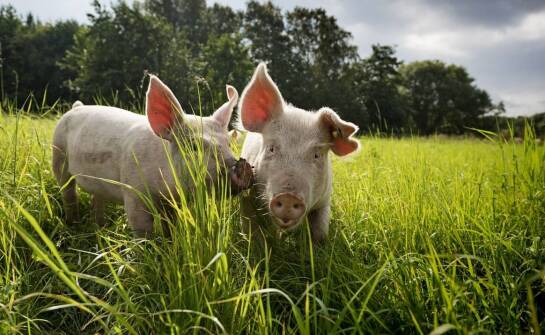 Uszy wieprzowe – charakterystyka produktu oraz rola producentów w branży