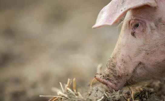 Uszy wieprzowe – proces wytwarzania i znaczenie producentów dla rynku