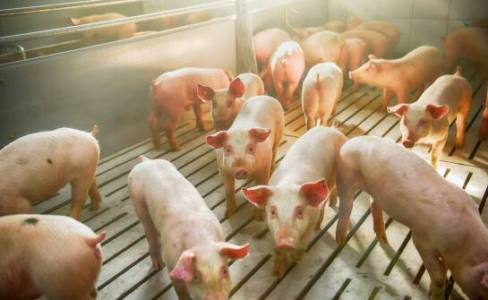 Produkcja mięsa wieprzowego - co warto wiedzieć?