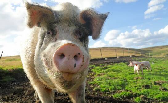 Jak wygląda globalny handel mięsem wieprzowym i co napędza jego rozwój?