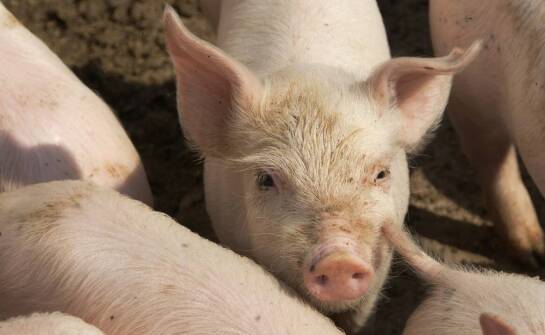 Mięso wieprzowe od producenta – najważniejsze informacje o rynku i jakości