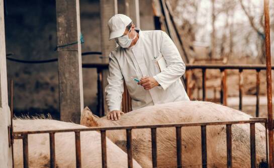 Maski wieprzowe – charakterystyka produktu i rola w międzynarodowym handlu