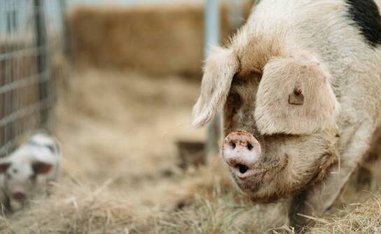 Policzki wieprzowe – właściwości, zastosowania i znaczenie w przemyśle mięsnym