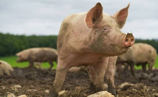 Jak wygląda produkcja mięsa wieprzowego oraz rola producentów w branży