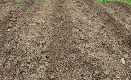 Mulczowanie terenu – na czym polega i jakie korzyści przynosi glebie?