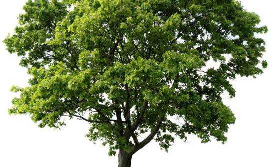 Najważniejsze zasady pielęgnacji drzew – jak zadbać o zdrowy wzrost roślin