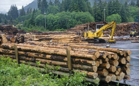 Wymagania prawne i formalności przy usuwaniu drzew pod inwestycje