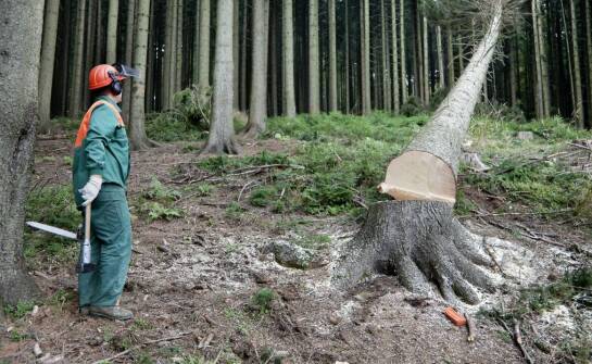 Kiedy i dlaczego warto usuwać drzewa z terenu? Kluczowe aspekty i wskazówki