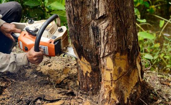 Wycinka drzew – najważniejsze zasady, formalności i bezpieczeństwo prac