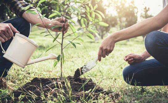 Sadzenie drzew – korzyści, zasady i sprawdzone techniki zakładania zieleni