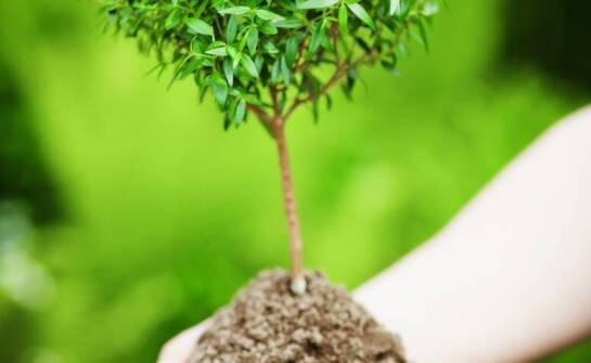 Jakie gatunki drzew wybrać i kiedy najlepiej rozpocząć nasadzenia?