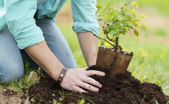 Najczęstsze błędy podczas sadzenia drzew i jak ich unikać