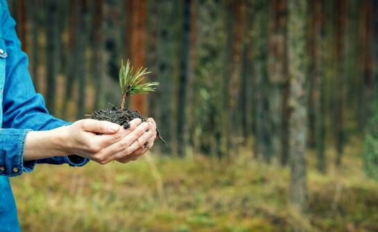 Sadzenie drzew – jak zaplanować nasadzenia i wspierać zrównoważony rozwój