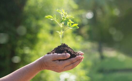 Sadzenie drzew – jak wybrać odpowiednie miejsce i zadbać o młode rośliny