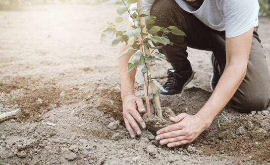 Etapy sadzenia drzew – od przygotowania terenu po pielęgnację sadzonek