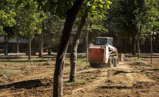 Bezpieczna wycinka drzew – jak przebiega proces i na co zwrócić uwagę