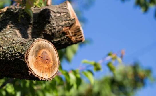 Najważniejsze informacje o wycince drzew – regulacje, proces i zastosowanie