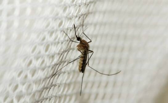 Moskitiery ZIL – skuteczna ochrona przed insektami i komfort w domu