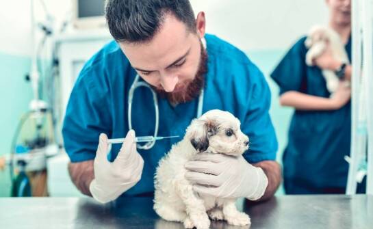 Na czym polega praca chirurga weterynarii i kiedy warto skorzystać z pomocy?