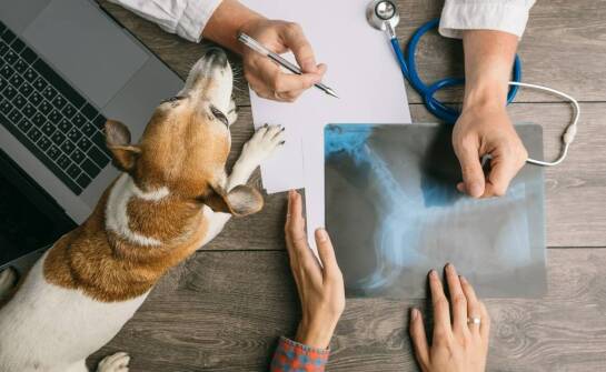 Ortopedia zwierząt – najważniejsze informacje o zdrowiu psów i kotów