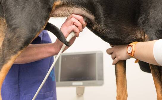 Najczęstsze urazy ortopedyczne u zwierząt domowych – objawy i leczenie